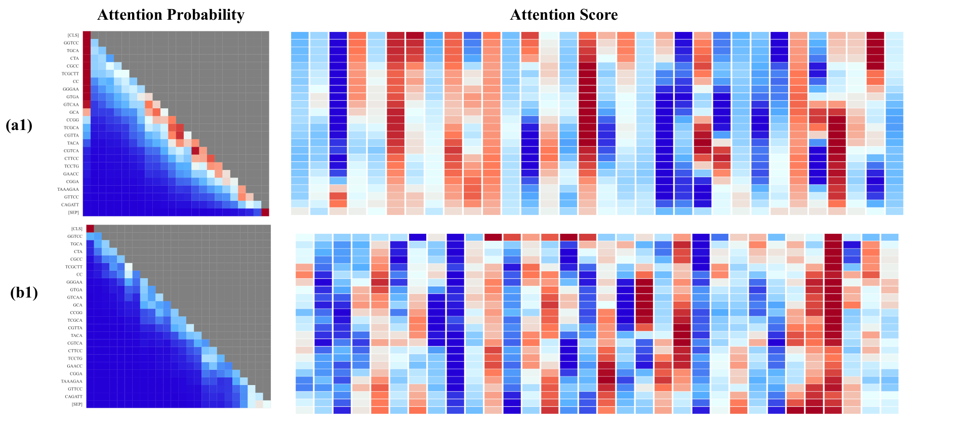 Attention probability maps and attention scores for one DNA sequence from the mouse 0 dataset. In the vanilla DNABERT-2 row, the first column of the attention probability map is dark red for most queries. In the GERM row, that column is blue after the first row.